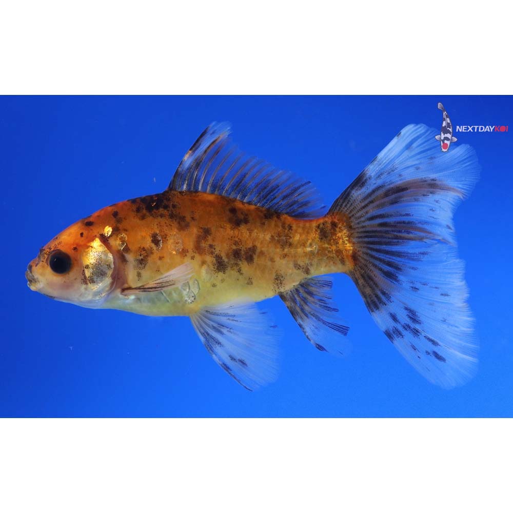 5” Imported Bristol Shubunkin