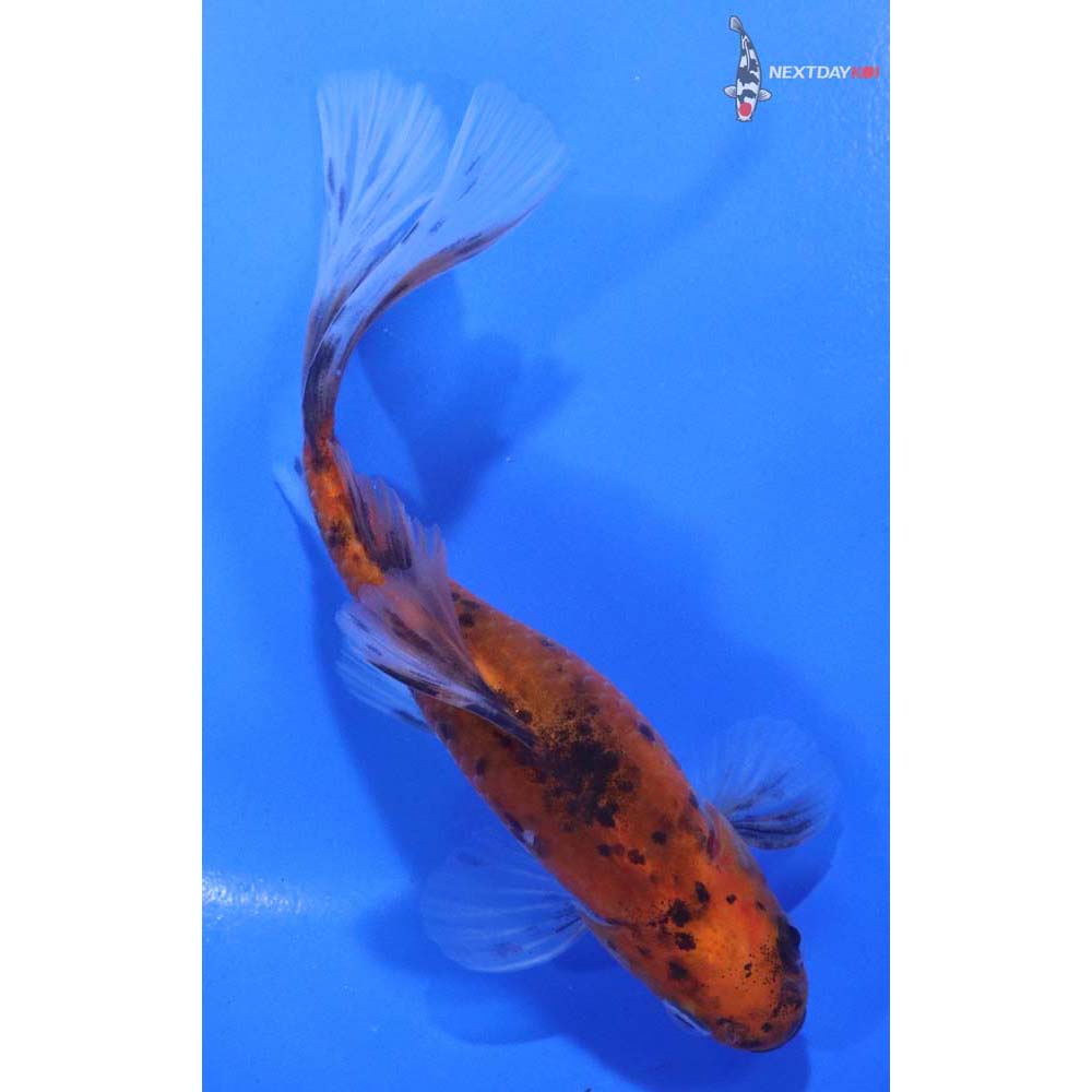 5” Imported Bristol Shubunkin