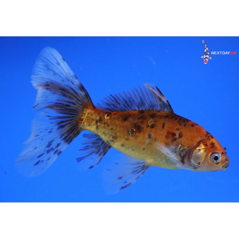 5” Imported Bristol Shubunkin