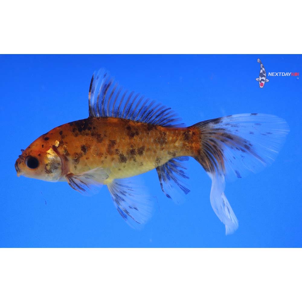 5” Imported Bristol Shubunkin