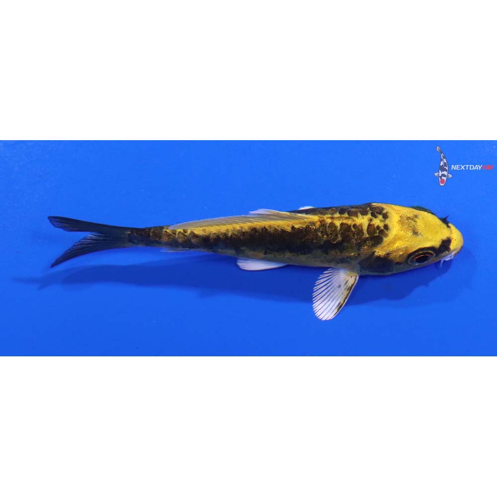 3” Imported Kin Kikokuryu