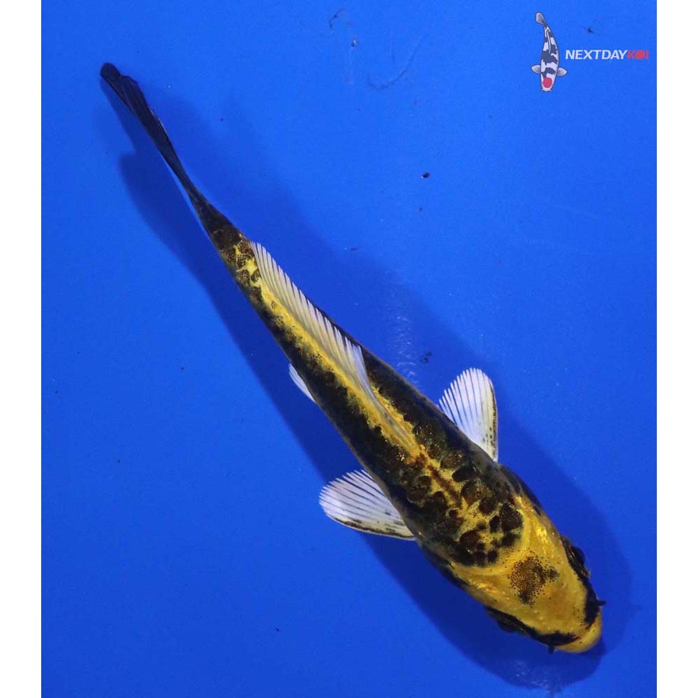 3” Imported Kin Kikokuryu