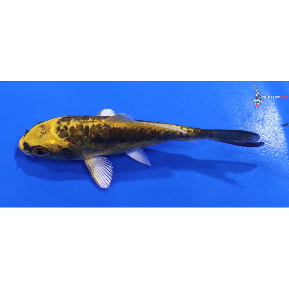 3” Imported Kin Kikokuryu