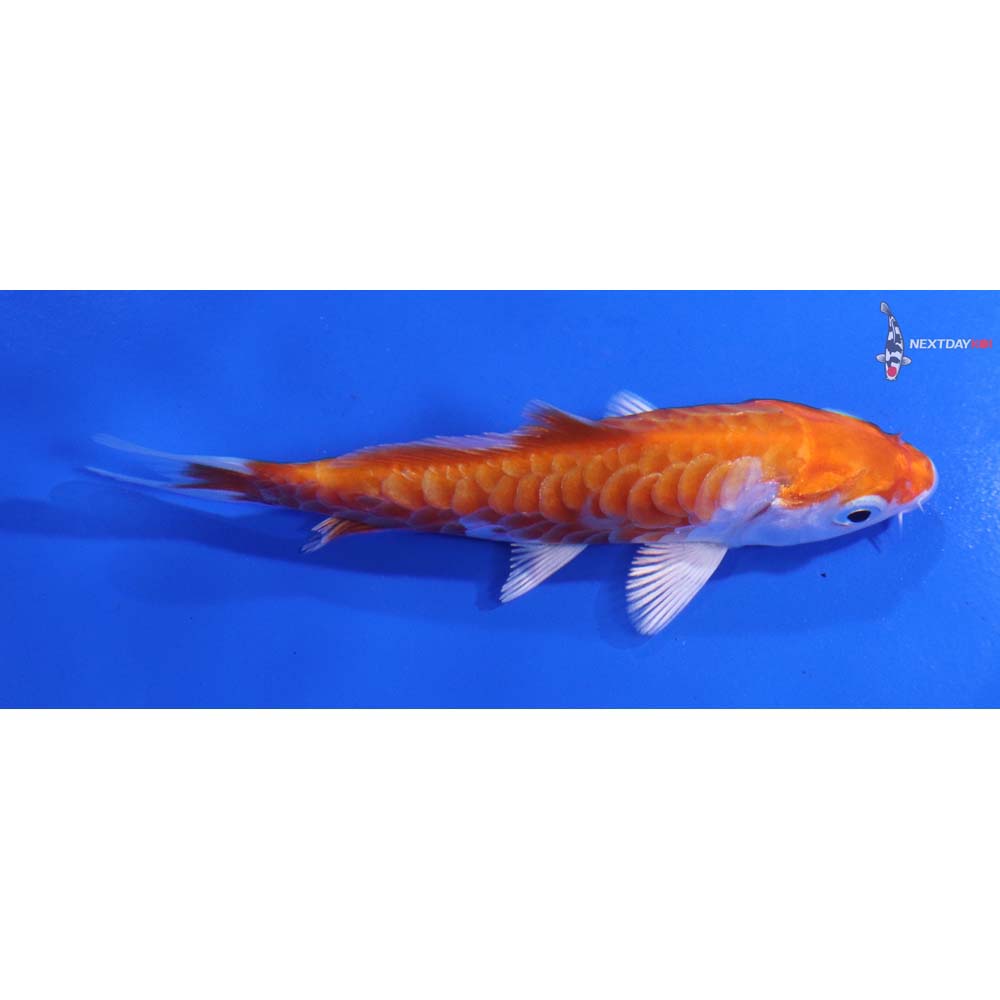 3.5” Imported Armor Scaled Hariwake