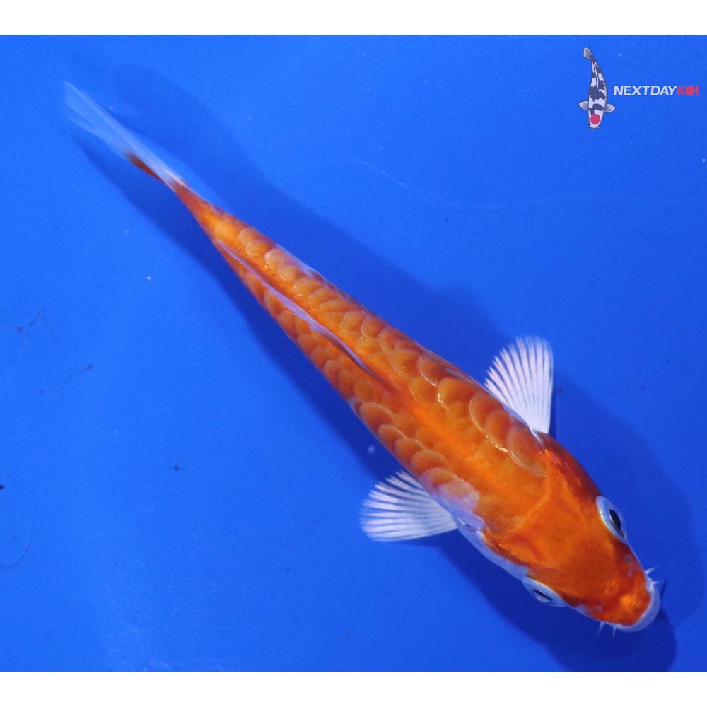 3.5” Imported Armor Scaled Hariwake