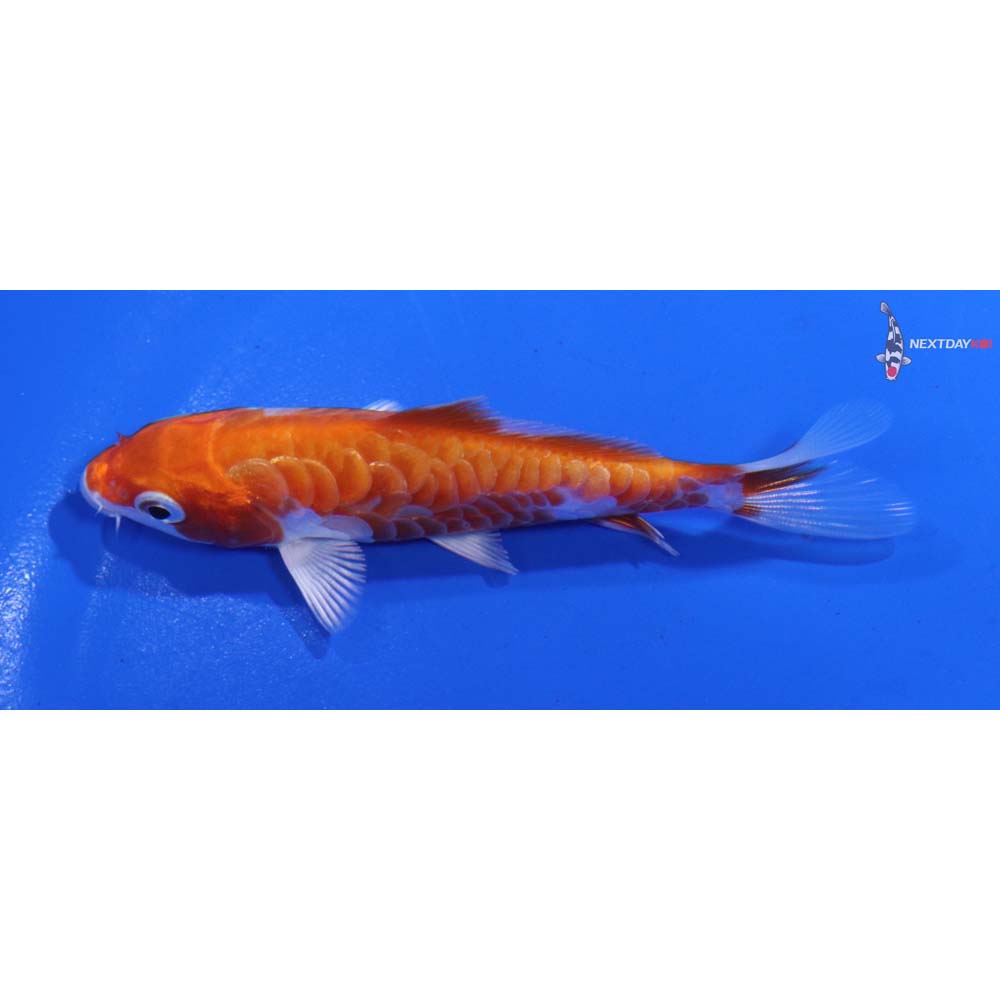 3.5” Imported Armor Scaled Hariwake