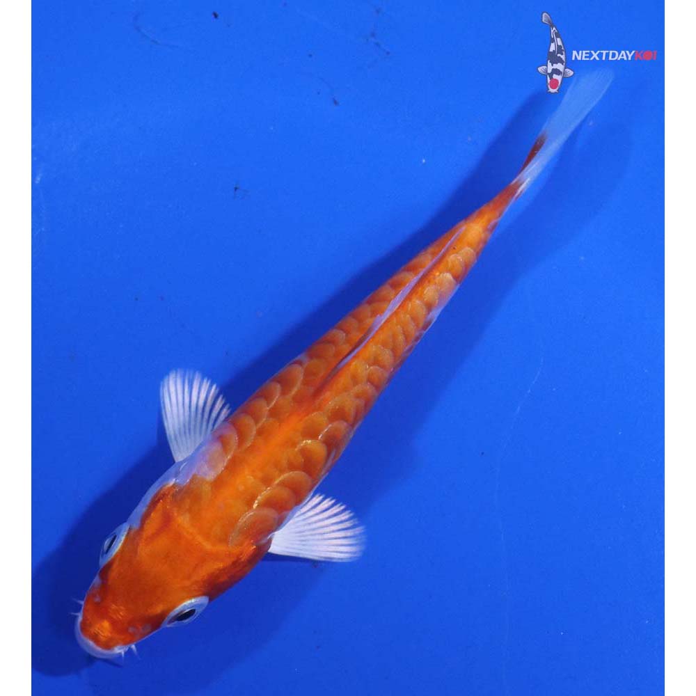 3.5” Imported Armor Scaled Hariwake