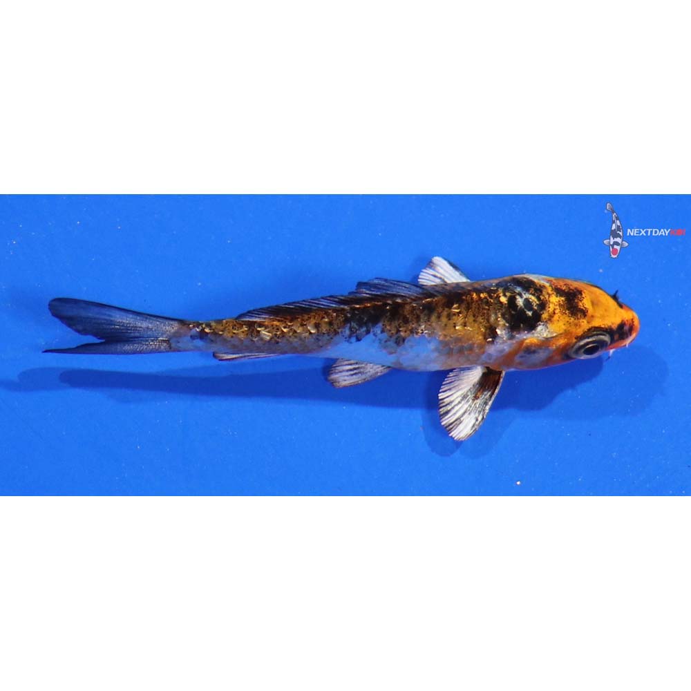 3.5” Imported Gin Rin Yamato Nishiki