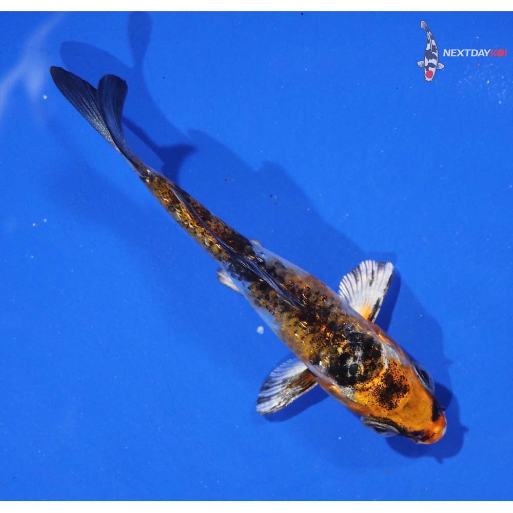 3.5” Imported Gin Rin Yamato Nishiki