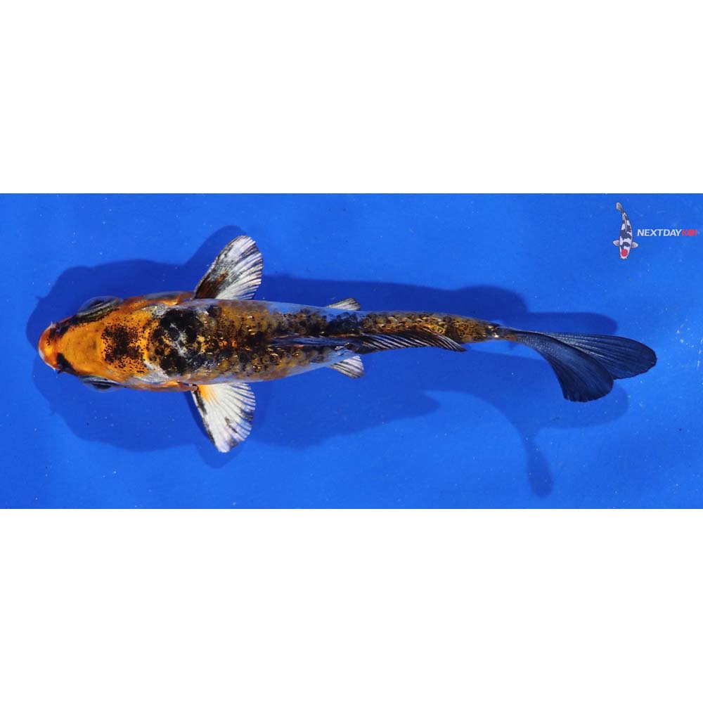 3.5” Imported Gin Rin Yamato Nishiki