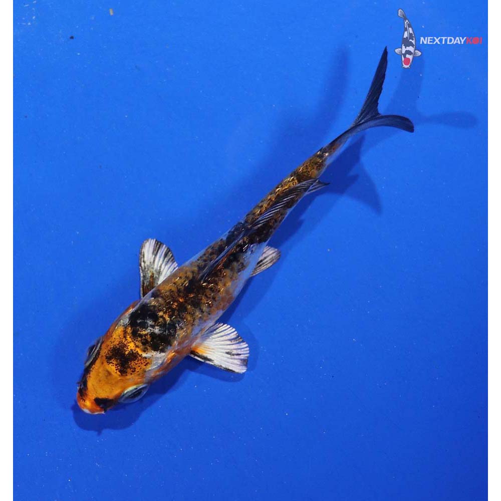 3.5” Imported Gin Rin Yamato Nishiki