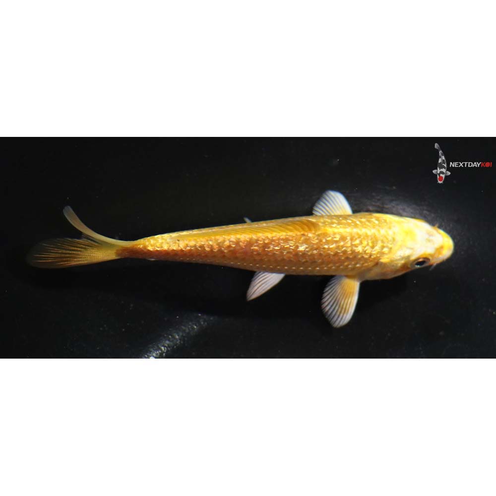 4” Imported Gin Rin Yamabuki Ogon