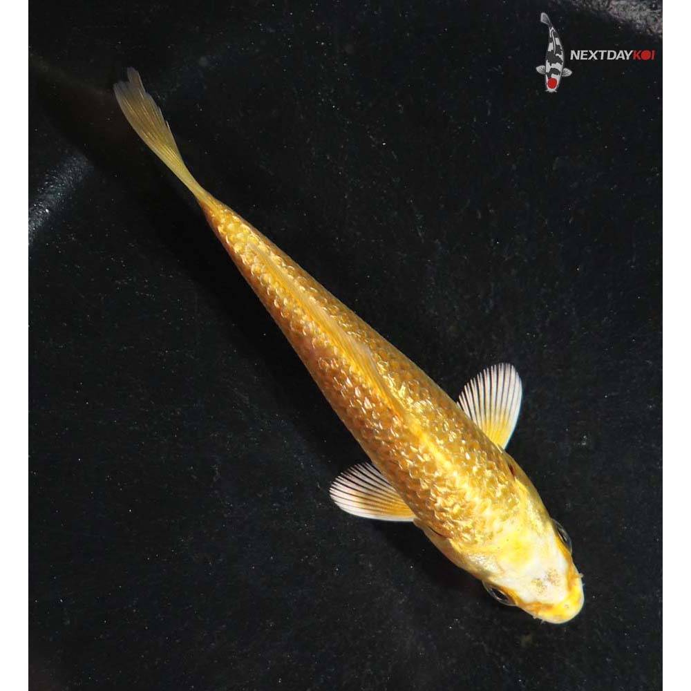 4” Imported Gin Rin Yamabuki Ogon