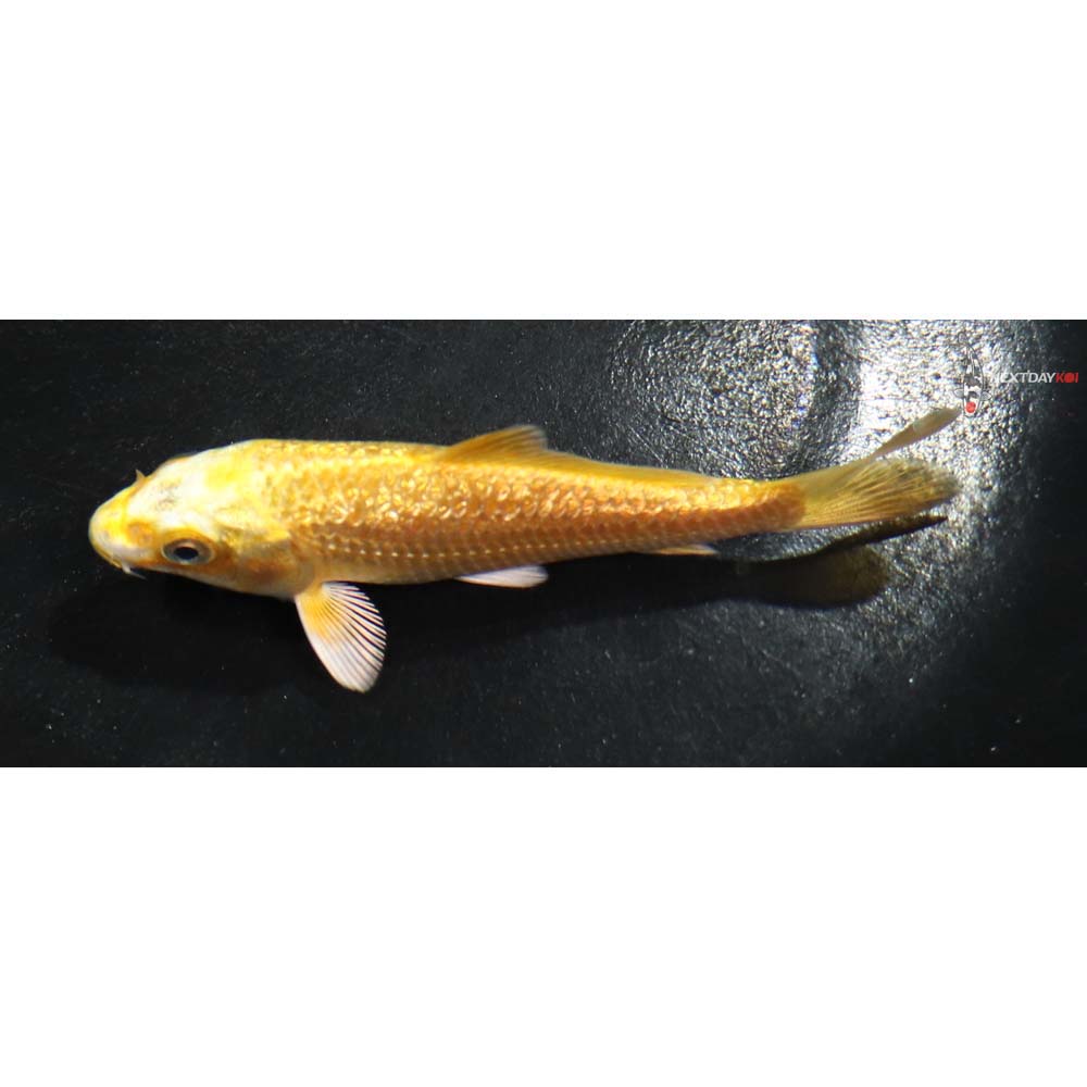 4” Imported Gin Rin Yamabuki Ogon