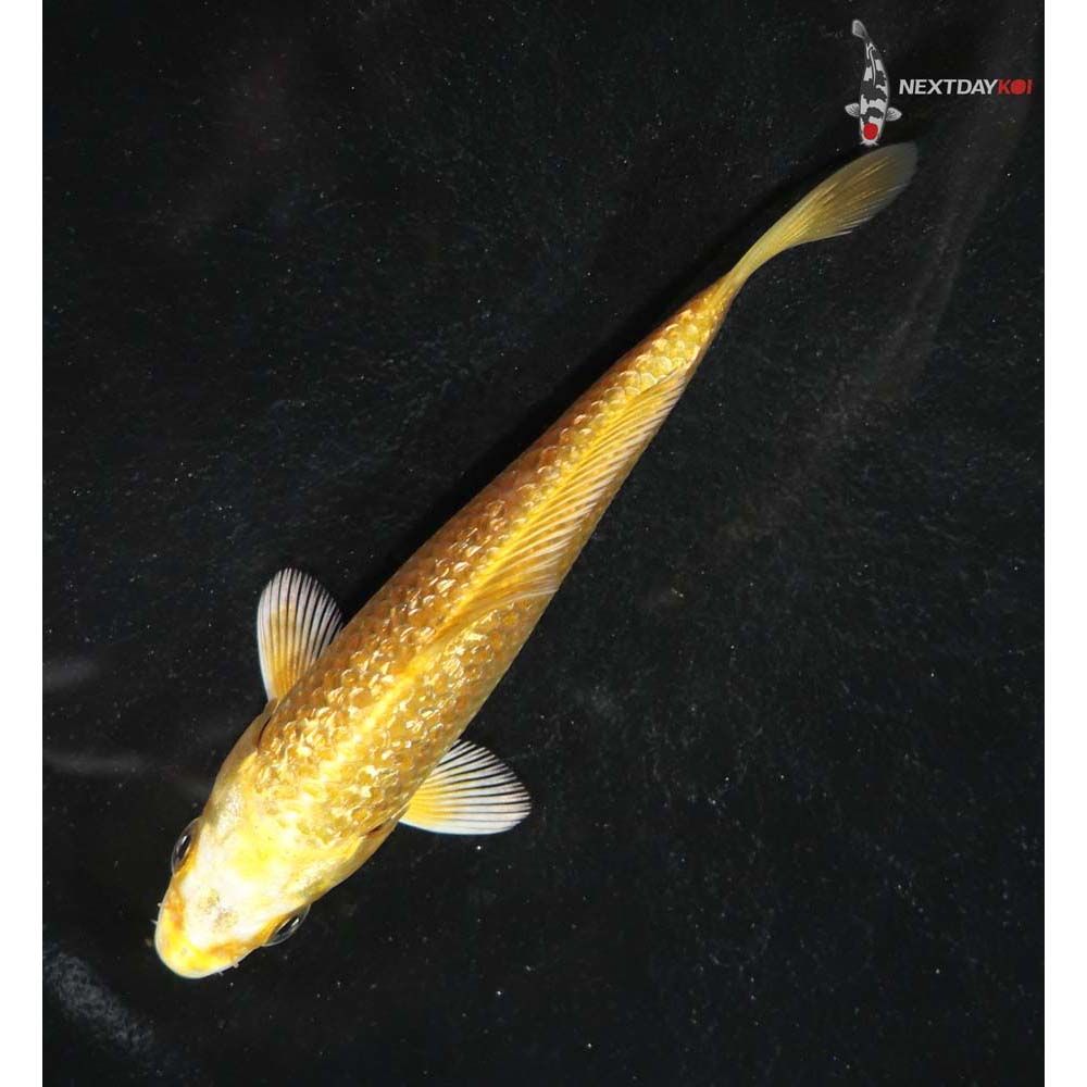 4” Imported Gin Rin Yamabuki Ogon