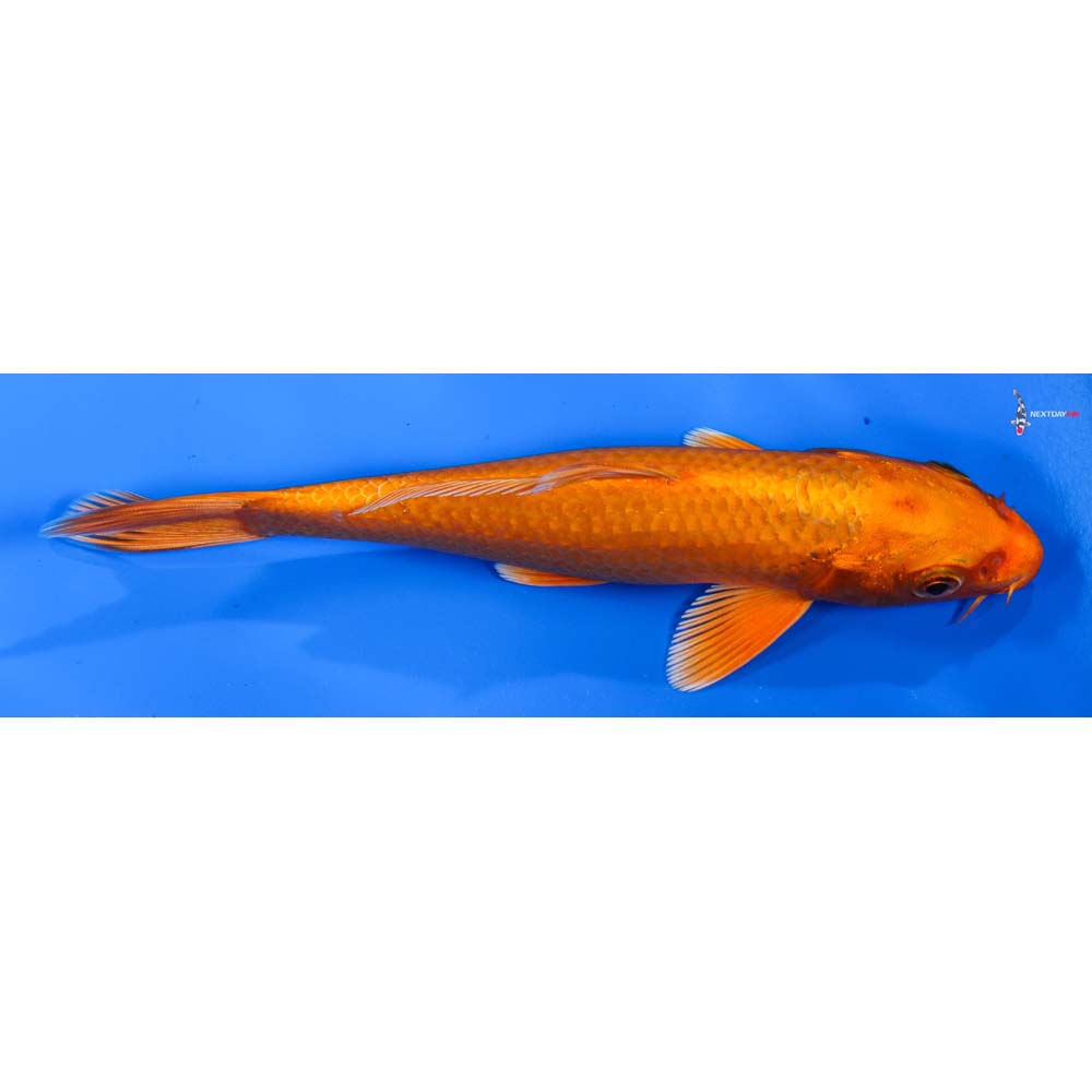 6” Imported Orenji Ogon