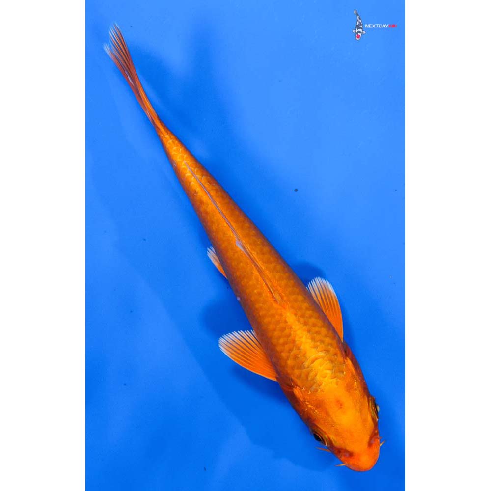 6” Imported Orenji Ogon