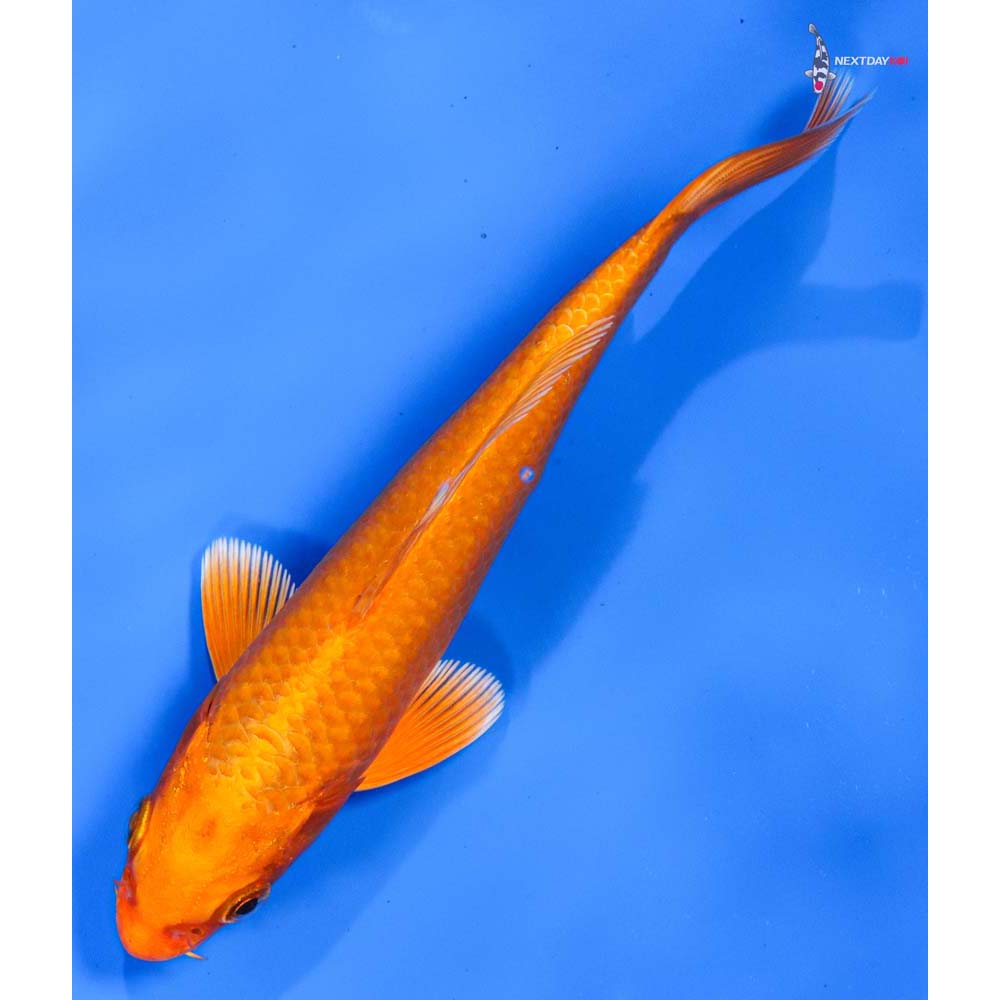 6” Imported Orenji Ogon