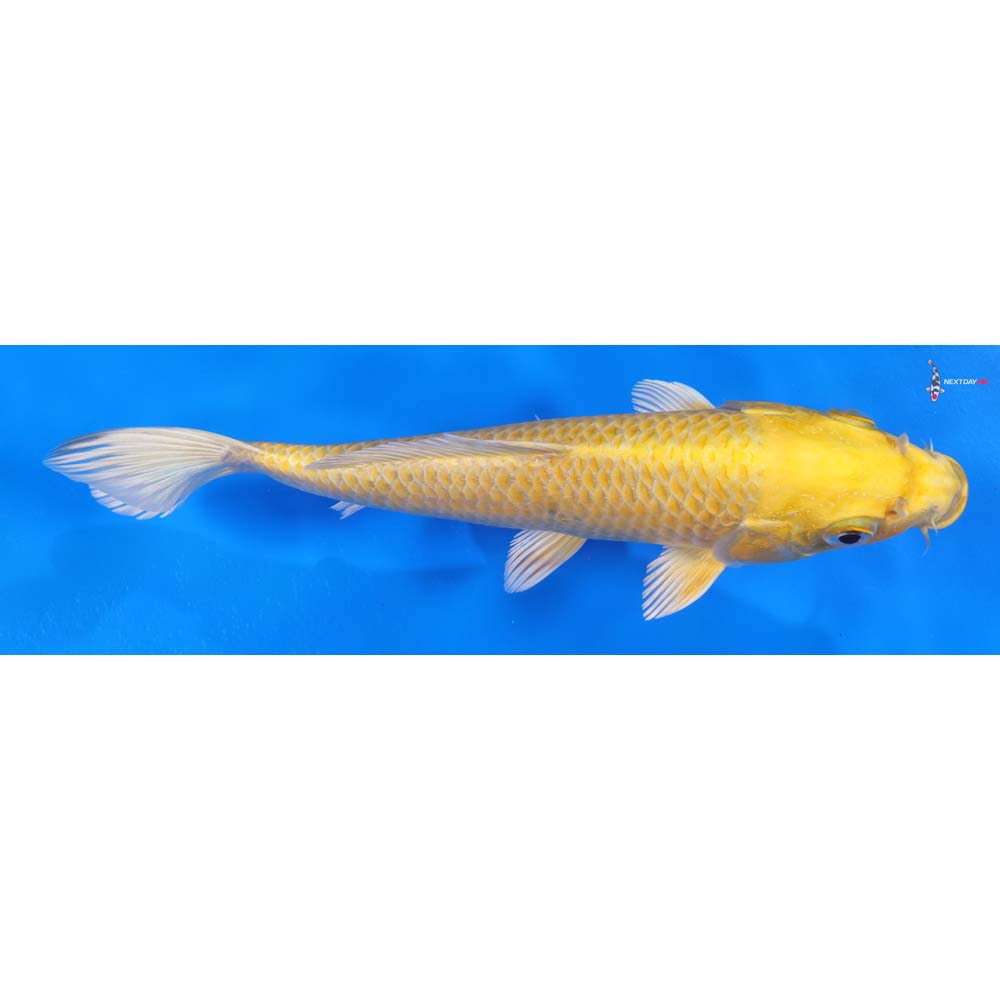 8” Imported Yamabuki Ogon