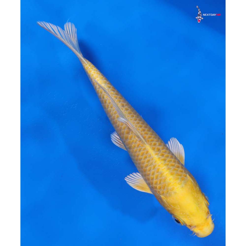 8” Imported Yamabuki Ogon