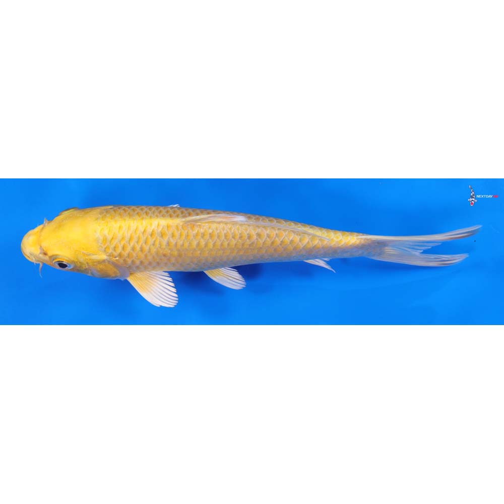 8” Imported Yamabuki Ogon