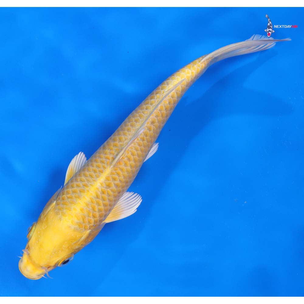 8” Imported Yamabuki Ogon