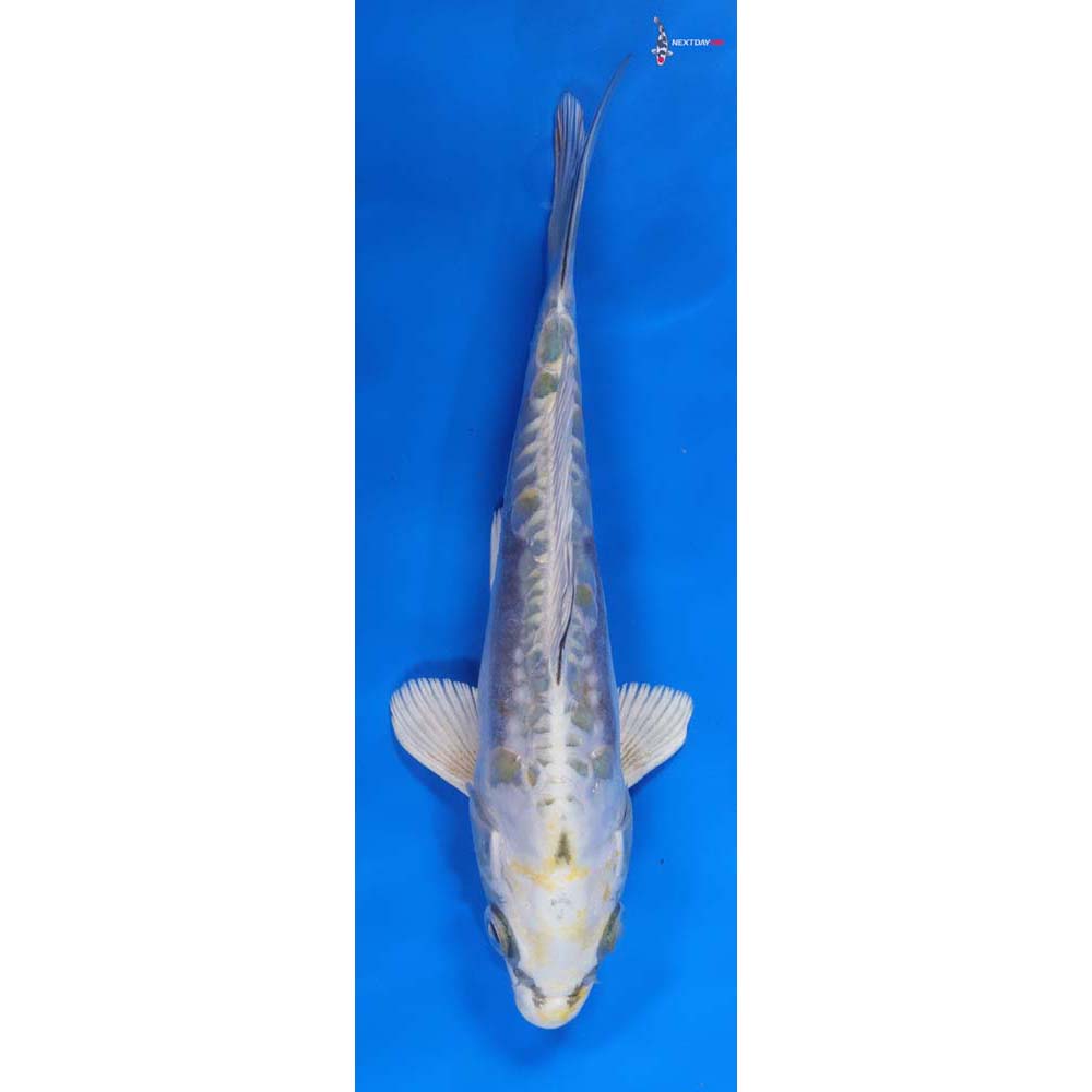 8” Imported Kin Kikokuryu