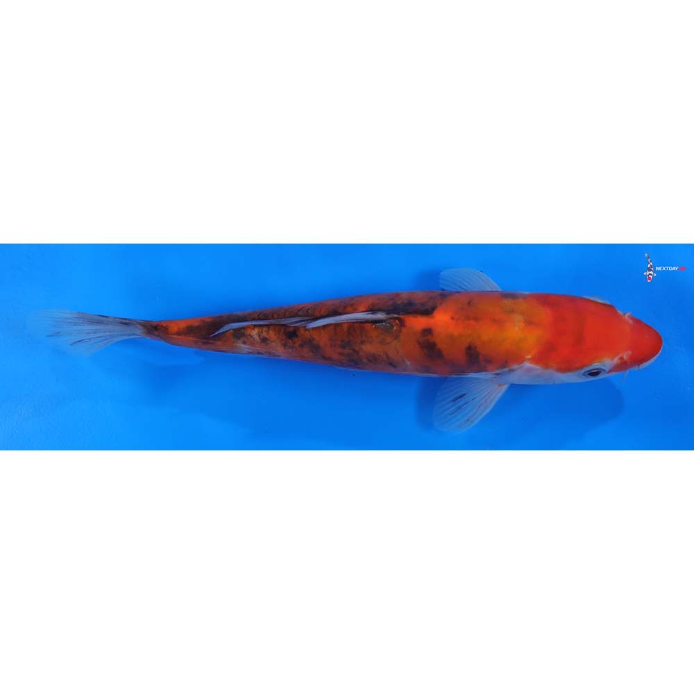 8.5” Imported Doitsu Sanke