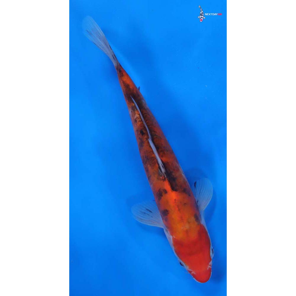 8.5” Imported Doitsu Sanke