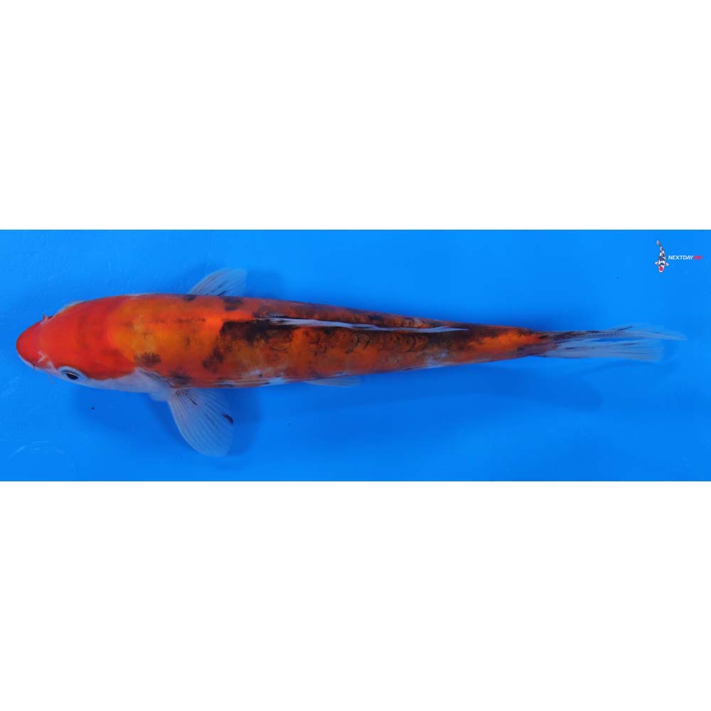 8.5” Imported Doitsu Sanke