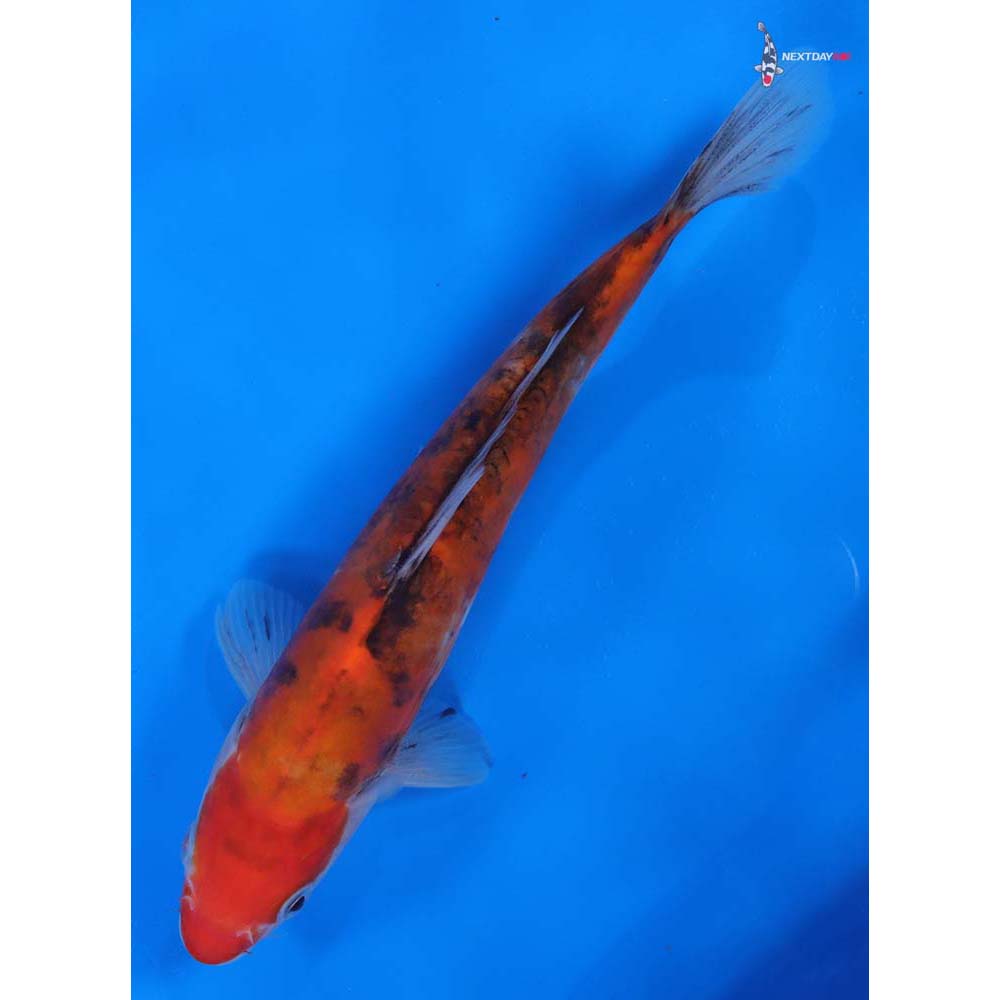 8.5” Imported Doitsu Sanke