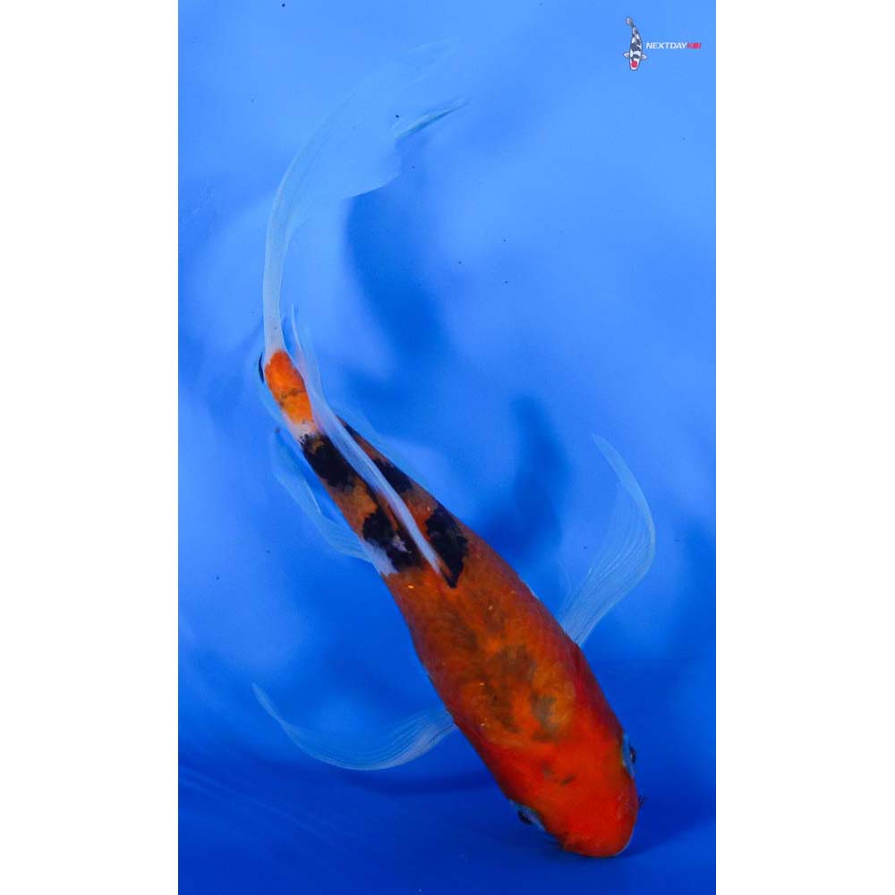 6” Imported Sanke Butterfly Koi