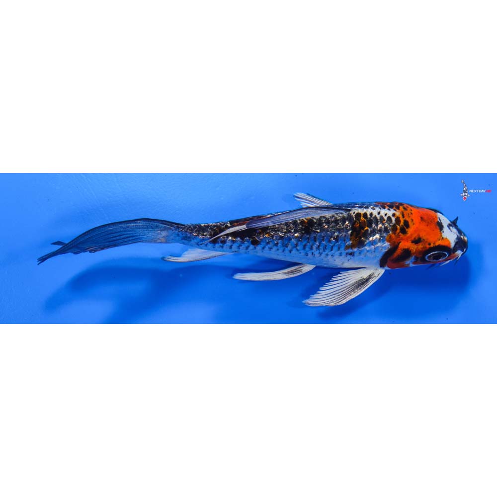 6” Imported Gin Rin Kujaku Butterfly Koi