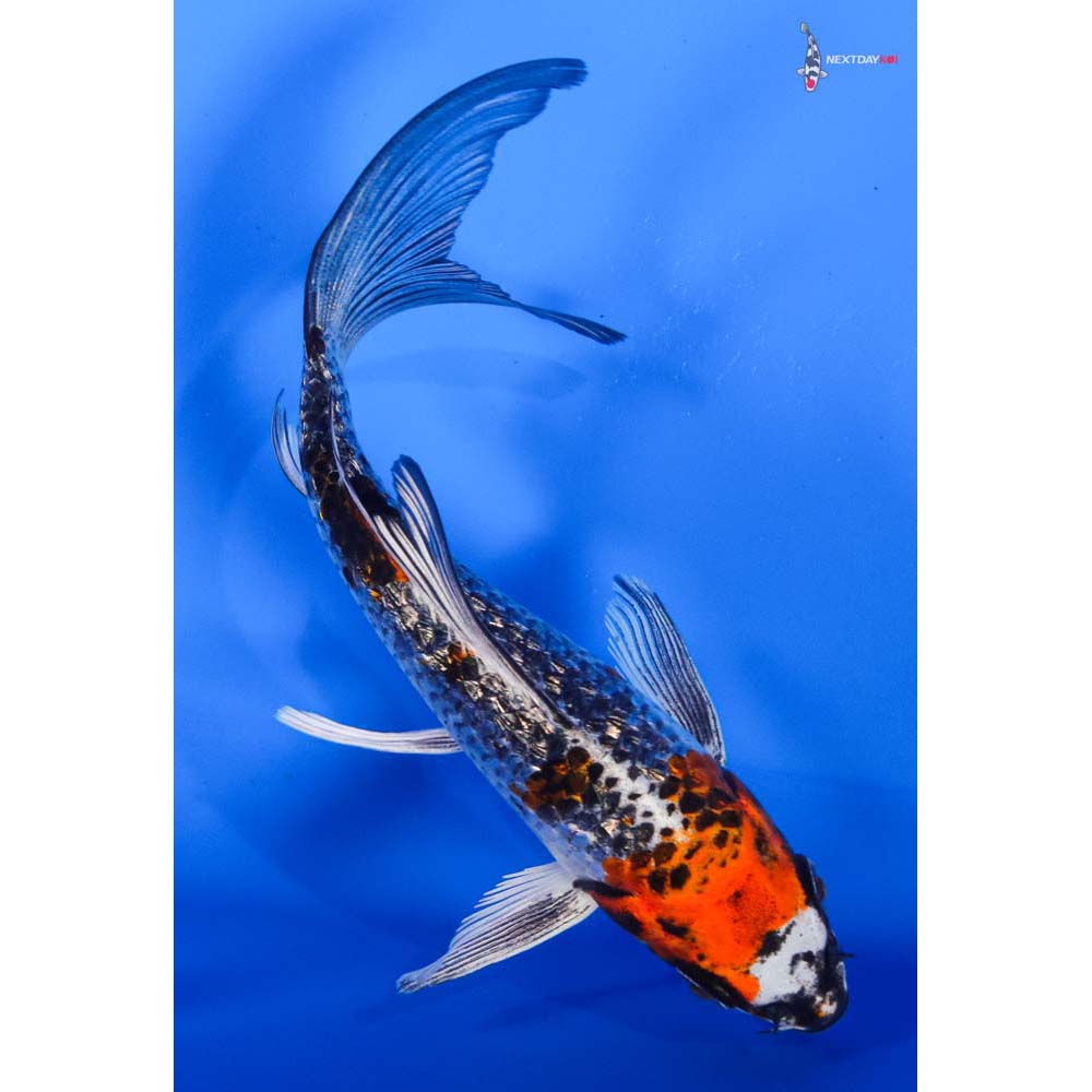 6” Imported Gin Rin Kujaku Butterfly Koi