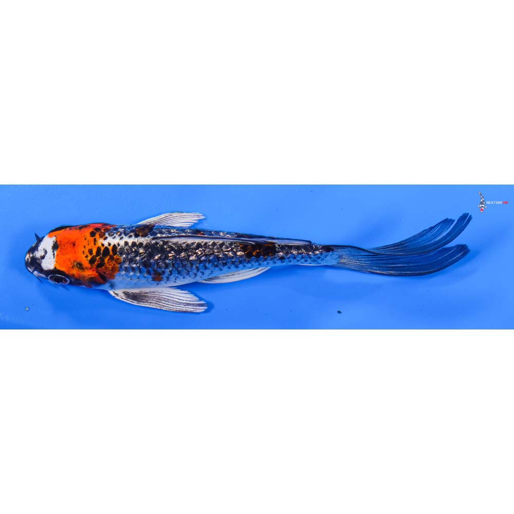 6” Imported Gin Rin Kujaku Butterfly Koi