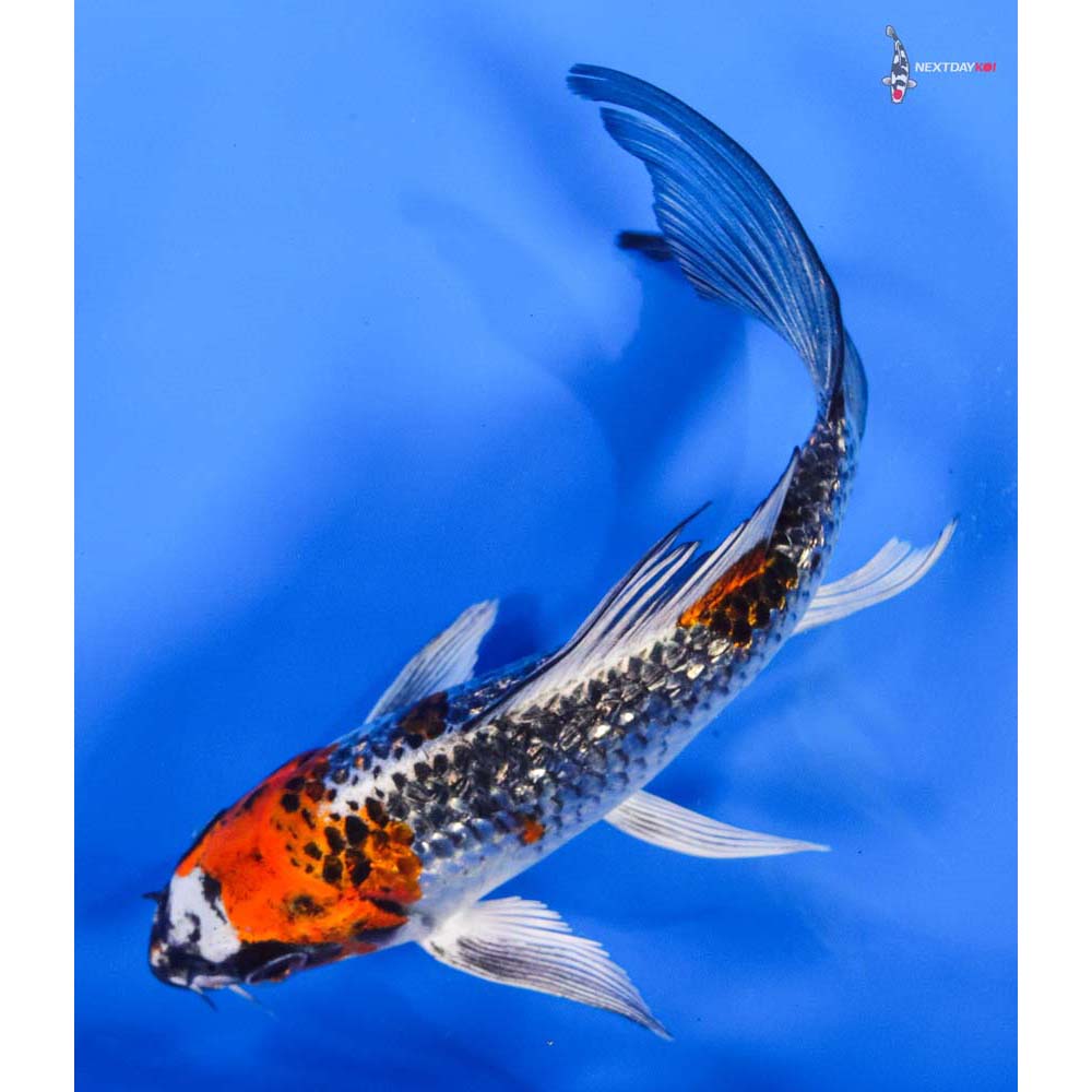 6” Imported Gin Rin Kujaku Butterfly Koi