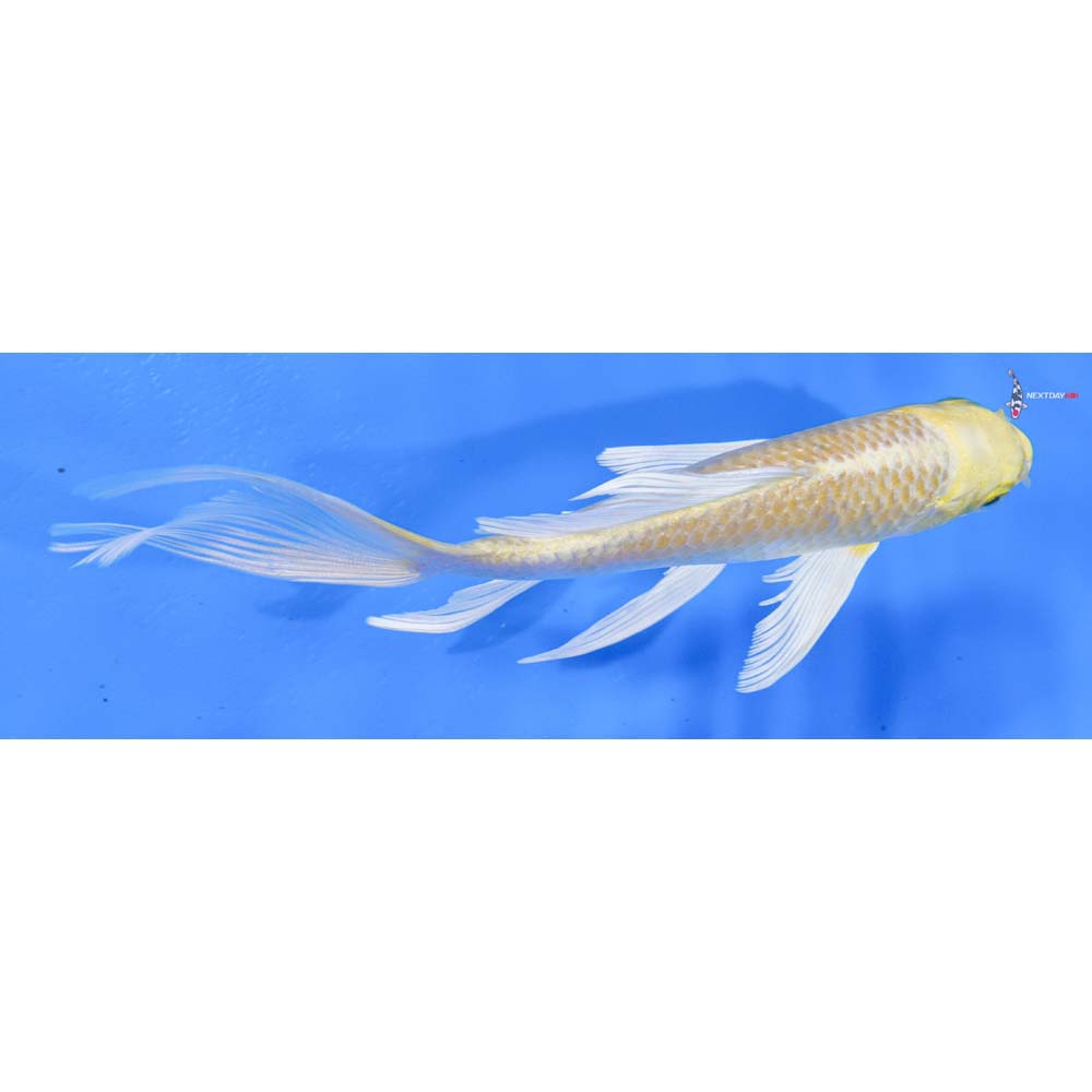 6” Imported Yamabuki Ogon Butterfly Koi