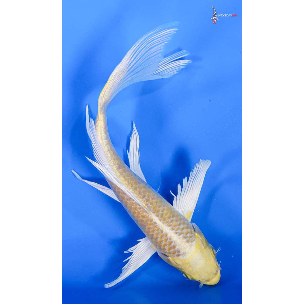 6” Imported Yamabuki Ogon Butterfly Koi