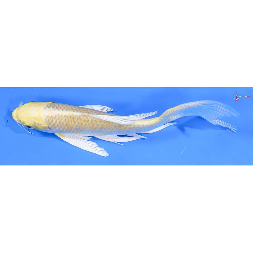 6” Imported Yamabuki Ogon Butterfly Koi