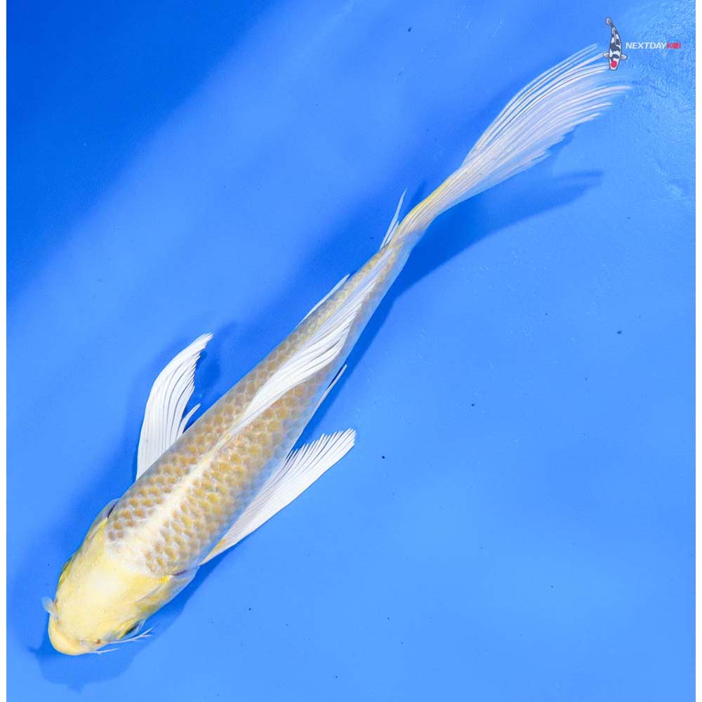 6” Imported Yamabuki Ogon Butterfly Koi