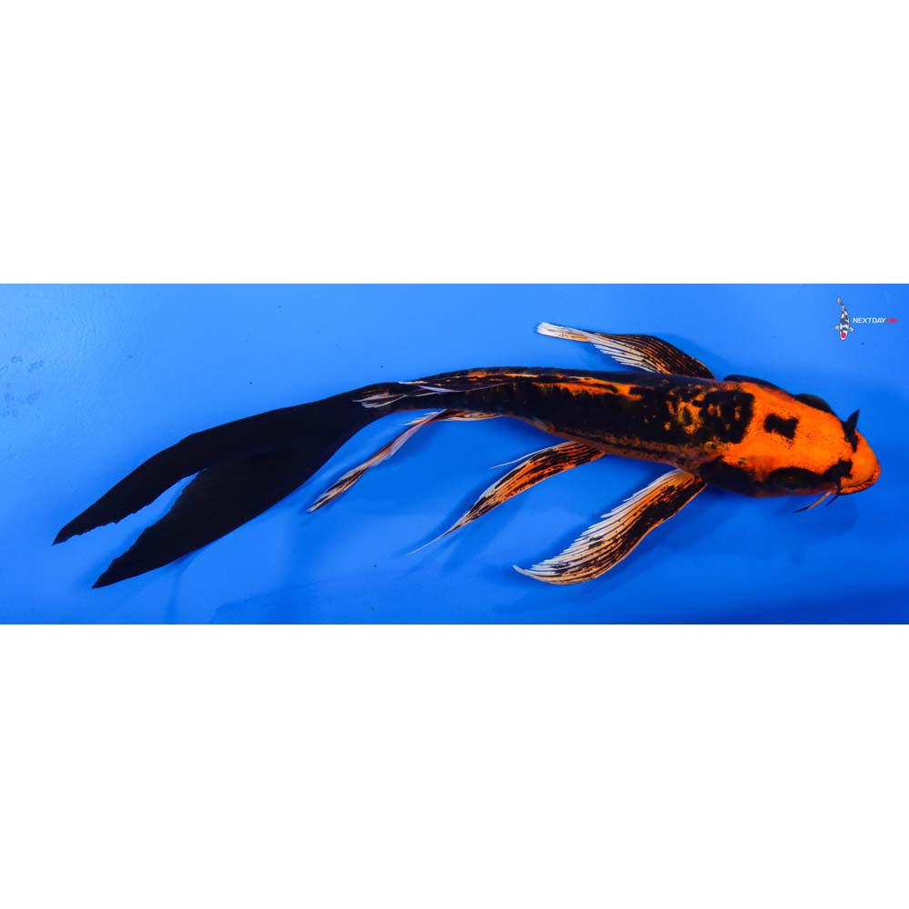7” Imported Kin Kikokuryu Butterfly Koi