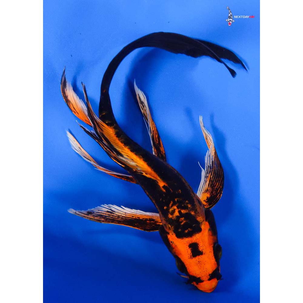 7” Imported Kin Kikokuryu Butterfly Koi