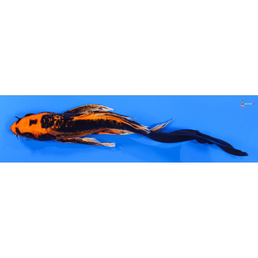 7” Imported Kin Kikokuryu Butterfly Koi