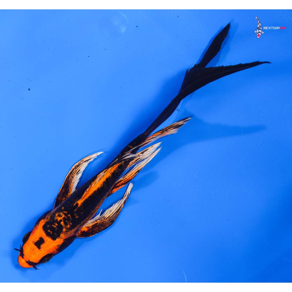 7” Imported Kin Kikokuryu Butterfly Koi