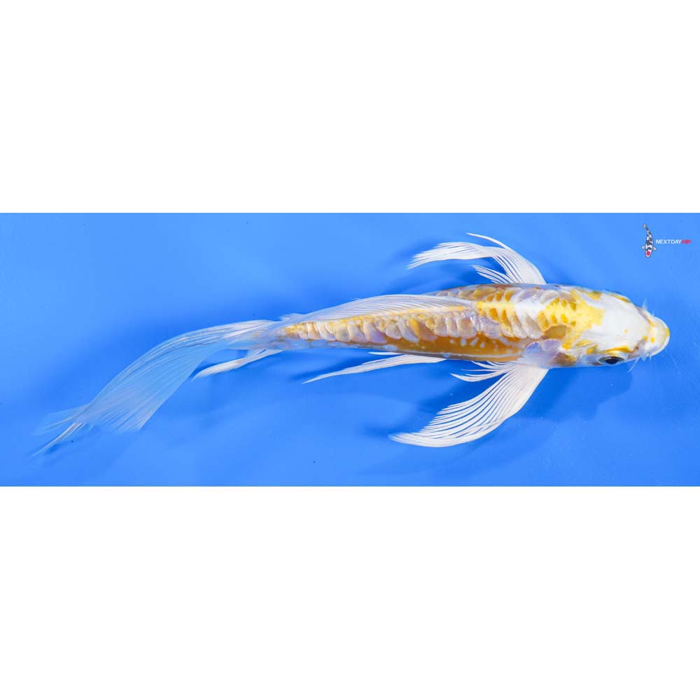 7” Imported Doitsu Lemon Hariwake Butterfly Koi