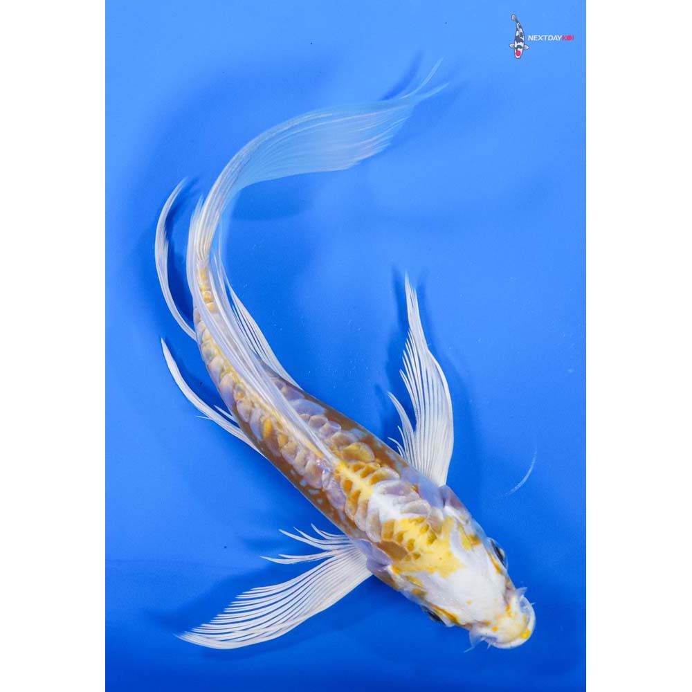 7” Imported Doitsu Lemon Hariwake Butterfly Koi