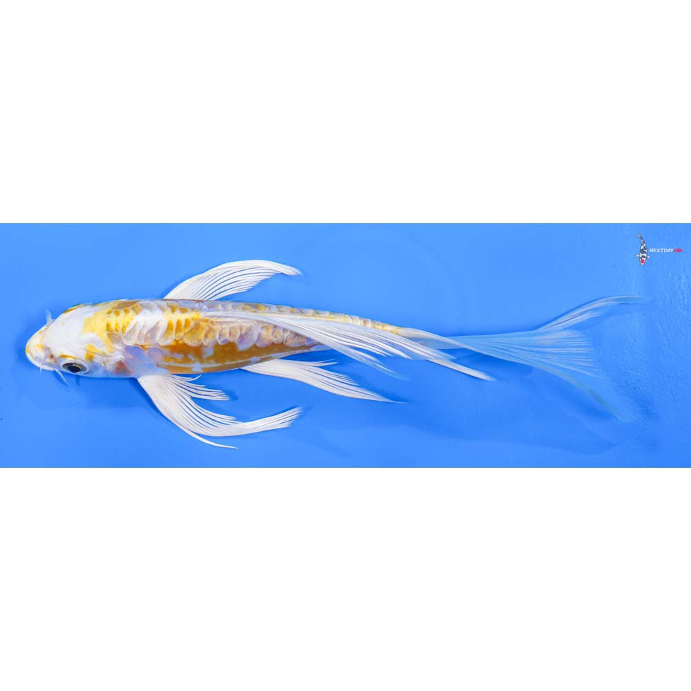 7” Imported Doitsu Lemon Hariwake Butterfly Koi