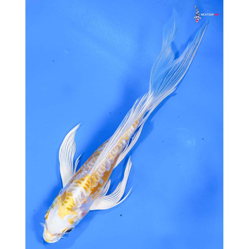 7” Imported Doitsu Lemon Hariwake Butterfly Koi