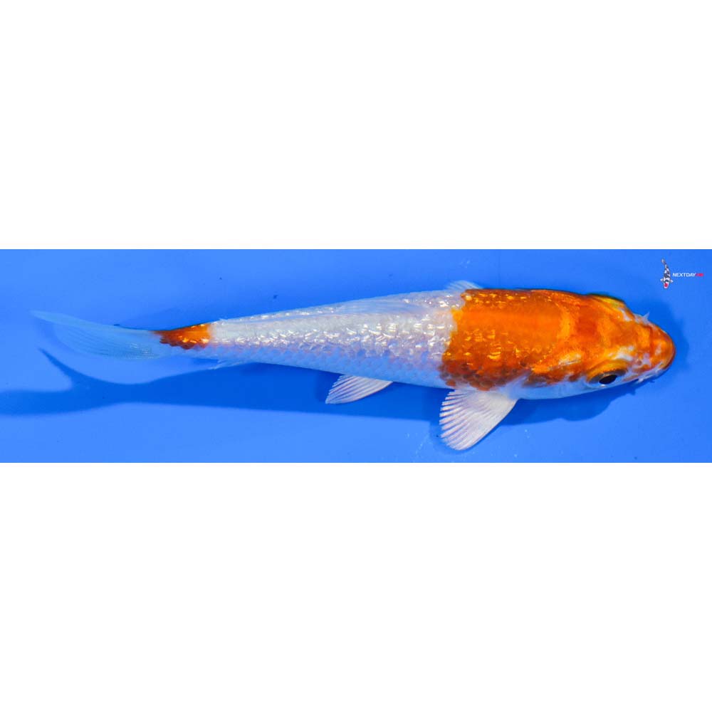 4” Imported Gin Rin Hariwake