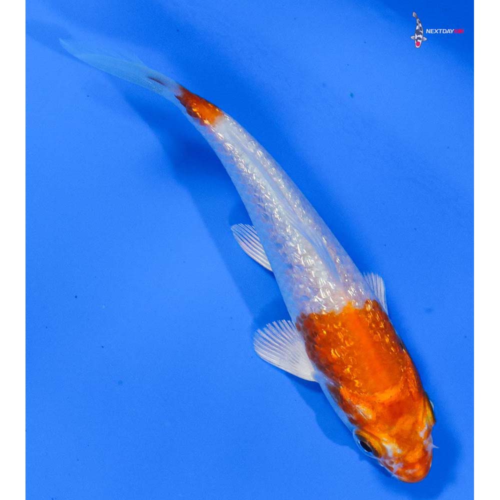 4” Imported Gin Rin Hariwake